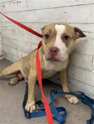 Shelter Stray Male Dog last seen WATERMAN X 40TH, 333 Chandler Pl, San Bernardino, CA 92408, USA