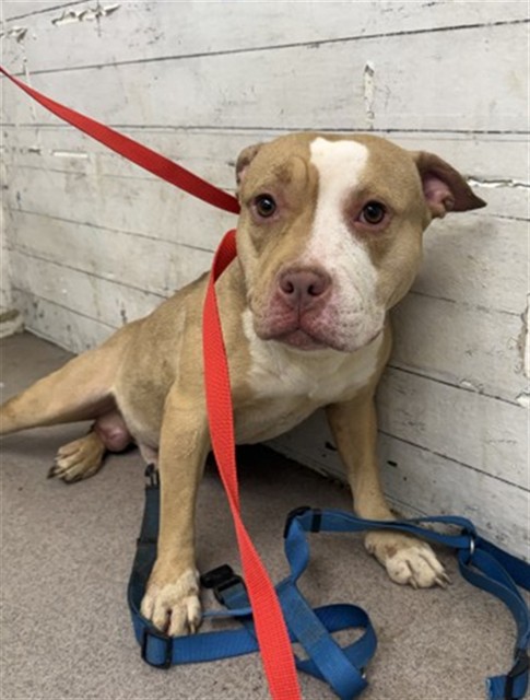 Shelter Stray Male Dog last seen WATERMAN X 40TH, 333 Chandler Pl, San Bernardino, CA 92408, USA