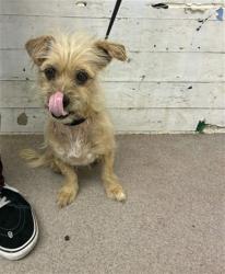 Shelter Stray Male Dog last seen ACACIA AND 11TH, 333 Chandler Pl, San Bernardino, CA 92408, USA