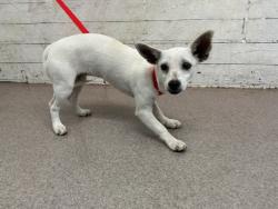 Shelter Stray Female Dog last seen WASHINGTON & ORANGE SHOW, 333 Chandler Pl, San Bernardino, CA 92408, USA