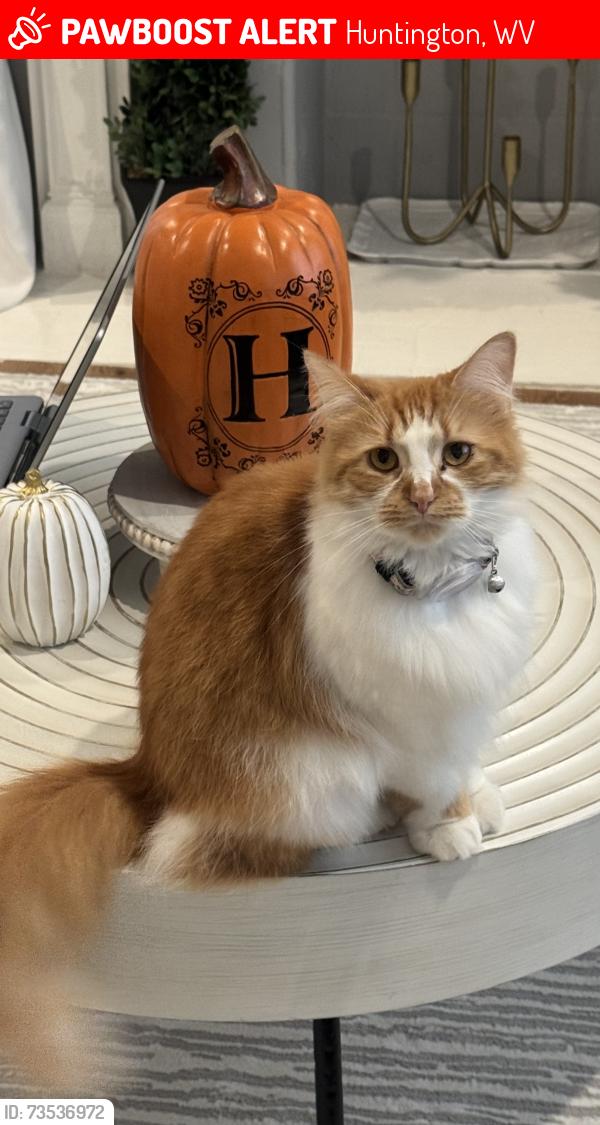 Lost Female Cat last seen 8th Ave & 3rd Street, Huntington, WV 25701