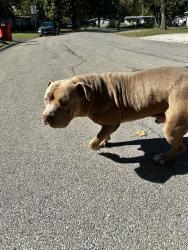 Reunited Male Dog last seen Mattis and Kirby, Champaign, IL 61821