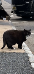 Lost Female Cat last seen cross near Jefferson Bp gas station on route 15 southbound, Jefferson, NJ 07438