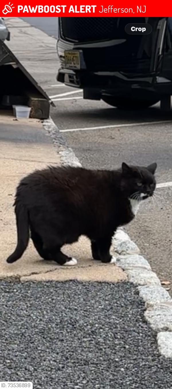 Lost Female Cat last seen cross near Jefferson Bp gas station on route 15 southbound, Jefferson, NJ 07438