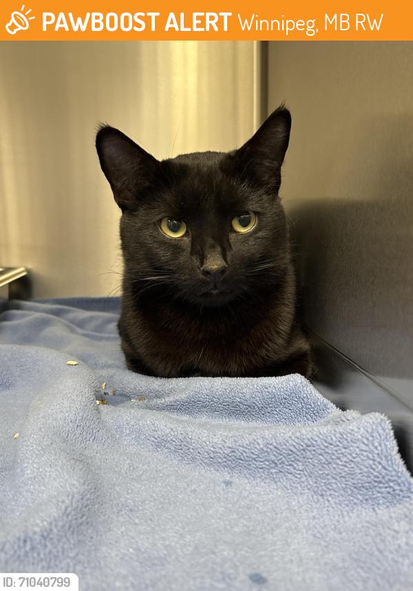 Found/Stray Male Cat last seen McLeod Vet, Winnipeg, MB R3W