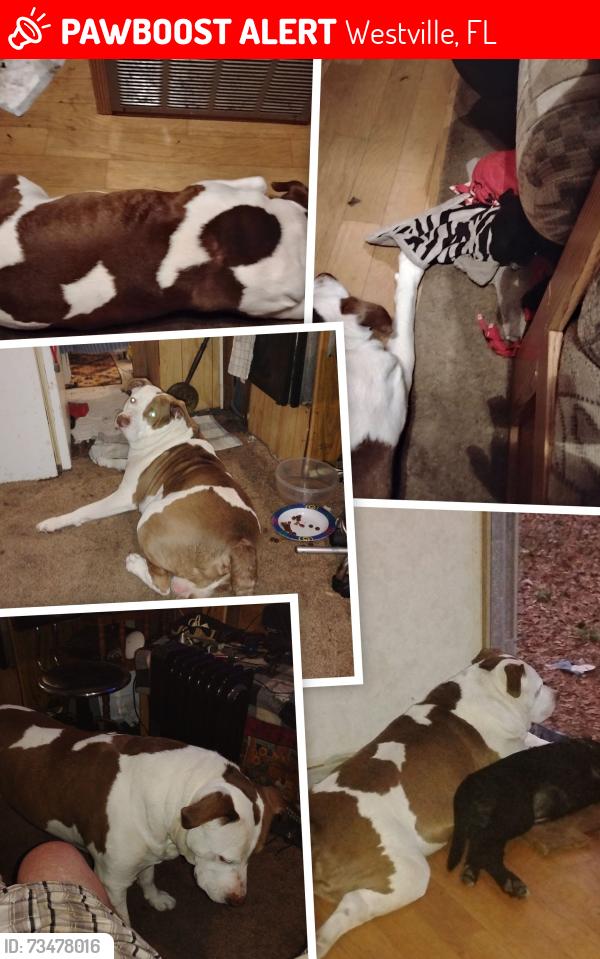 Lost Male Dog last seen 1973weastvill fla 32464, Westville, FL 32464