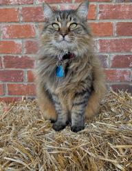 Reunited Female Cat last seen 17th street, but lives in camden cove neighborhood, Calera, AL 35040