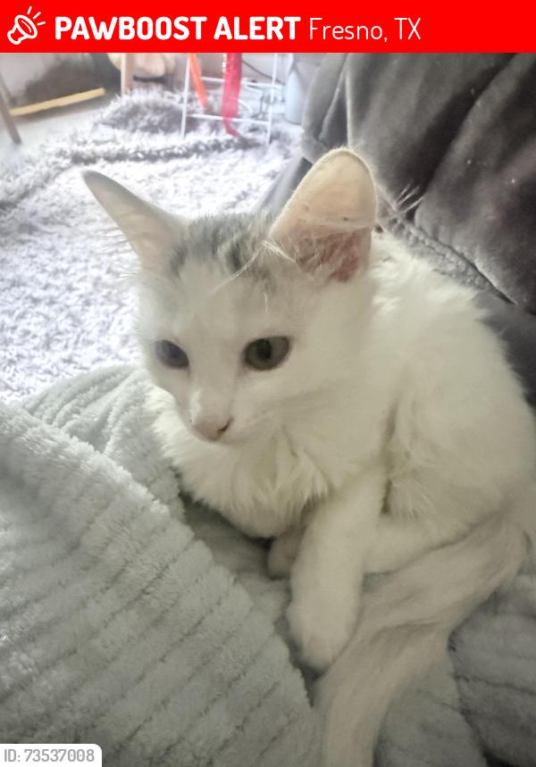 Lost Female Cat last seen Near Youpon Glen Way, Fresno, TX 77545
