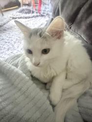 Lost Female Cat last seen Near Youpon Glen Way, Fresno, TX 77545