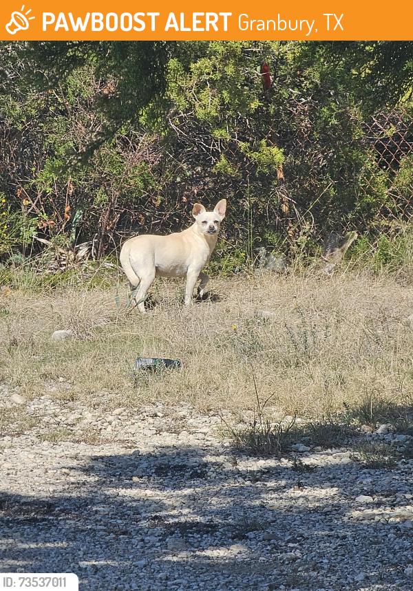Found/Stray Unknown Dog last seen Thicket trail, Granbury tx, Granbury, TX 76048