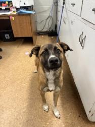 Shelter Stray Female Dog last seen Near Elliot Dr, Madera County, CA, 205 Tozer St, Madera, CA 93638, USA