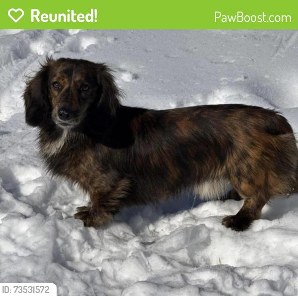 Reunited Male Dog last seen Kirby & Hoffman, Lebanon, OH 45036