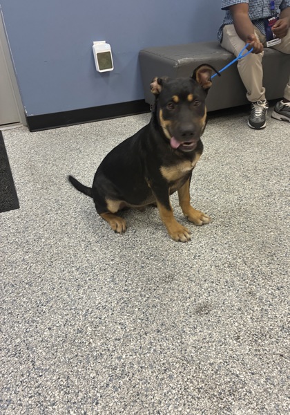Shelter Stray Male Dog last seen 1516, Zone 2, FL, 8755 Farm to Market 1516, Converse, TX 78109, USA