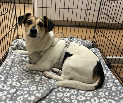 Shelter Stray Male Dog last seen DAL- found near Ed center, Unknown, TX, 11300 Nacogdoches Rd, San Antonio, TX 78217, USA