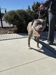 Shelter Stray Male Dog last seen Near Buckhead Avenue NE, Atlanta, GA, 1251 Fulton Industrial Blvd NW, Atlanta, GA 30336, USA