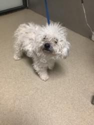 Shelter Stray Male Dog last seen Near Oakway Ln, East District, TX, 355 Hillshire Dr, Haslet, TX 76052, USA