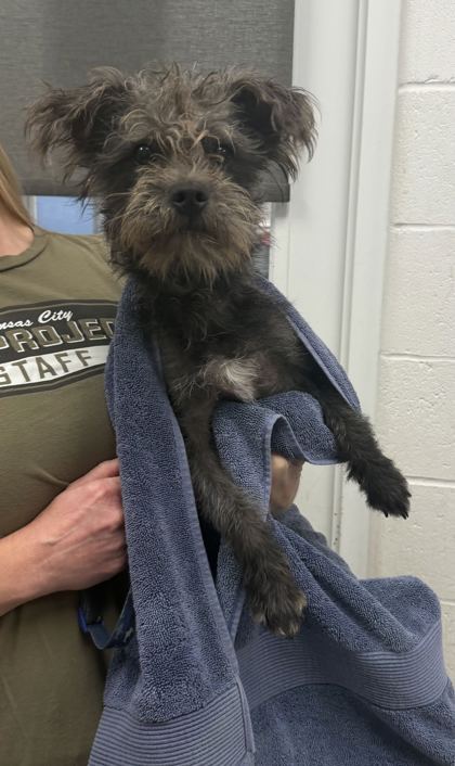 Shelter Stray Male Dog last seen Near Highland Ave, 64110, MO, 7077 Elmwood Ave, Kansas City, MO 64132, USA