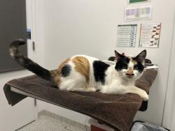 Shelter Stray Female Cat last seen Near E 47th Ter, 64130, 64130, MO, 7077 Elmwood Ave, Kansas City, MO 64132, USA