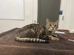 Shelter Stray Male Cat last seen Near E 47th Ter, 64130, 64130, MO, 7077 Elmwood Ave, Kansas City, MO 64132, USA