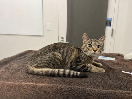 Shelter Stray Male Cat last seen Near E 47th Ter, 64130, 64130, MO, 7077 Elmwood Ave, Kansas City, MO 64132, USA