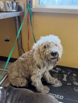 Shelter Stray Unknown Dog last seen N Galloway Ave., 75150,, 1650 Gross Rd, Mesquite, TX 75149, USA