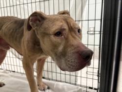 Shelter Stray Male Dog last seen Near N. U.S. Highway 183, Williamson County, TX, 1855 SE Inner Loop, Georgetown, TX 78626, USA