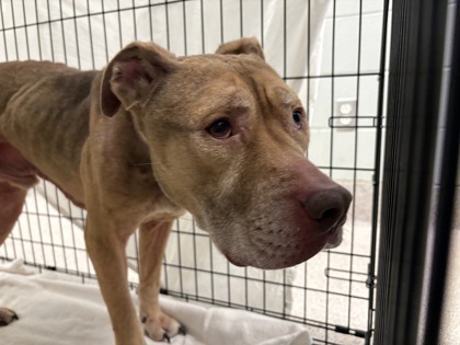 Shelter Stray Male Dog last seen Near N. U.S. Highway 183, Williamson County, TX, 1855 SE Inner Loop, Georgetown, TX 78626, USA