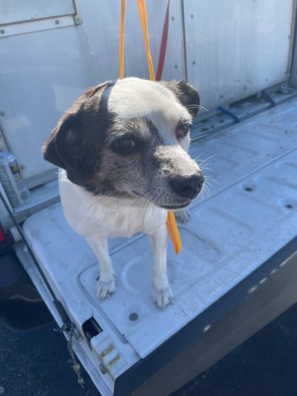Shelter Stray Female Dog last seen Near s main st, City of Georgetown, TX, 1855 SE Inner Loop, Georgetown, TX 78626, USA