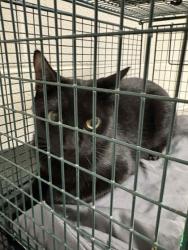 Shelter Stray Female Cat last seen Cedar Bluff Exit near Post Office, Knox County GP, TN, 3201 Division St, Knoxville, TN 37919, USA