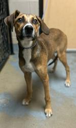 Shelter Stray Female Dog last seen Loche Adele Dr, CITY, SC, 150 Dexter Rd, Spartanburg, SC 29303, USA