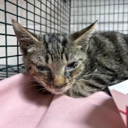 Shelter Stray Male Cat last seen Near Tennessee Ave, Knox County GP, TN, 3201 Division St, Knoxville, TN 37919, USA