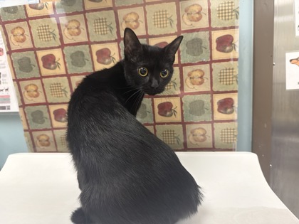 Shelter Stray Female Cat last seen W. Daisy Ln, 43528, OH, 827 Illinois Ave, Maumee, OH 43537, USA