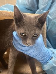 Shelter Stray Female Cat last seen Herndon, 20170 - Coat Ridge Rd + Winding Way Dr, Fairfax County, VA, 4500 West Ox Rd, Fairfax, VA 22030, USA