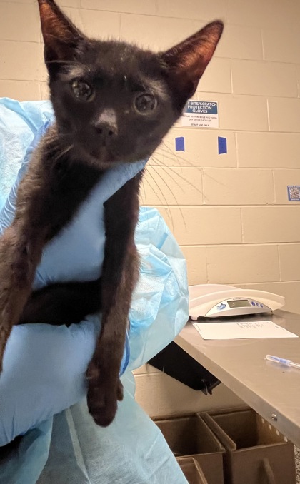 Shelter Stray Male Cat last seen Herndon, 20170 - Coat Ridge Rd + Winding Way Dr, Fairfax County, VA, 4500 West Ox Rd, Fairfax, VA 22030, USA