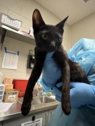 Shelter Stray Female Cat last seen Herndon, 20170 - Coat Ridge Rd + Winding Way Dr, Fairfax County, VA, 4500 West Ox Rd, Fairfax, VA 22030, USA