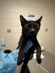 Shelter Stray Male Cat last seen Herndon, 20170 - Coat Ridge Rd + Winding Way Dr, Fairfax County, VA, 4500 West Ox Rd, Fairfax, VA 22030, USA
