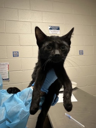 Shelter Stray Male Cat last seen Herndon, 20170 - Coat Ridge Rd + Winding Way Dr, Fairfax County, VA, 4500 West Ox Rd, Fairfax, VA 22030, USA