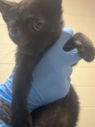 Shelter Stray Male Cat last seen Herndon, 20170 - Coat Ridge Rd + Winding Way Dr, Fairfax County, VA, 4500 West Ox Rd, Fairfax, VA 22030, USA