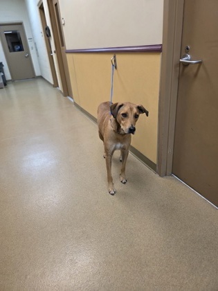 Shelter Stray Male Dog last seen Near dandelion dr, Cedar Hill, TX, 1150 E Pleasant Run Rd, Cedar Hill, TX 75104, USA
