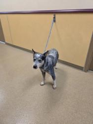 Shelter Stray Female Dog last seen Near dandelion dr, Cedar Hill, TX, 1150 E Pleasant Run Rd, Cedar Hill, TX 75104, USA