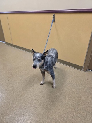 Shelter Stray Female Dog last seen Near dandelion dr, Cedar Hill, TX, 1150 E Pleasant Run Rd, Cedar Hill, TX 75104, USA