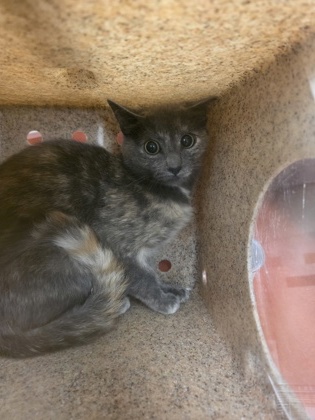 Shelter Stray Unknown Cat last seen Near hillside dr, Cedar Hill, TX, 1150 E Pleasant Run Rd, Cedar Hill, TX 75104, USA