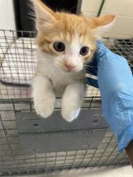 Shelter Stray Male Cat last seen Near Burbank Dr, 70810, LA, 2550 Gourrier Ave, Baton Rouge, LA 70820, USA