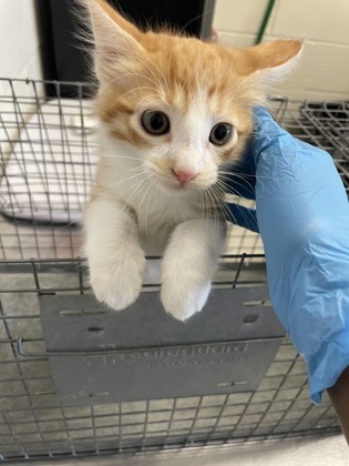 Shelter Stray Male Cat last seen Near Burbank Dr, 70810, LA, 2550 Gourrier Ave, Baton Rouge, LA 70820, USA