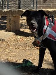 Shelter Stray Unknown Dog last seen Near Winters Chapel Road, Doraville, GA, 30360, 30360, GA, 3280 Chamblee Dunwoody Rd, Chamblee, GA 30341, USA