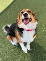 Shelter Stray Female Dog last seen E Hudson Bld, Gastonia, NC, 1491 Business Park Ct, Gastonia, NC 28052, USA