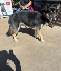 Shelter Stray Female Dog last seen Near Fontana CT, 30084, GA, 3280 Chamblee Dunwoody Rd, Chamblee, GA 30341, USA
