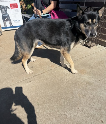 Shelter Stray Female Dog last seen Near Fontana CT, 30084, GA, 3280 Chamblee Dunwoody Rd, Chamblee, GA 30341, USA