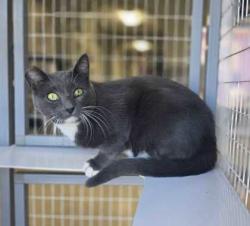 Shelter Stray Male Cat last seen Behind Cat Haven, East Baton Rouge Parish, LA, 11130 N Harrells Ferry Rd, Baton Rouge, LA 70816, USA