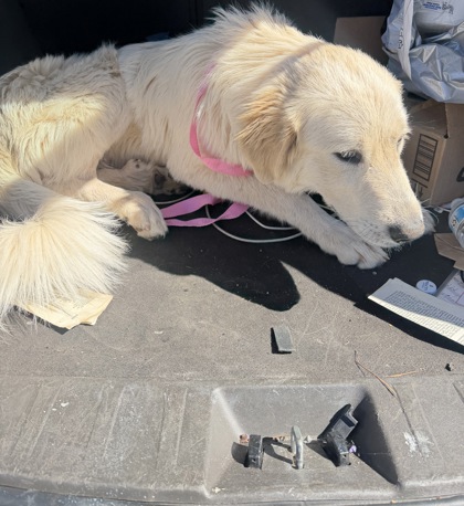 Shelter Stray Female Dog last seen Glenwood Rd, 30032, GA, 3280 Chamblee Dunwoody Rd, Chamblee, GA 30341, USA